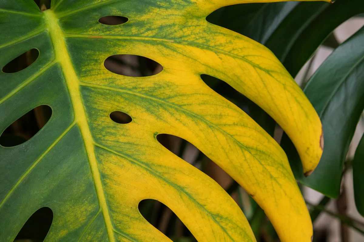 Yellow Monstera leaf used for plant problem diagnosis