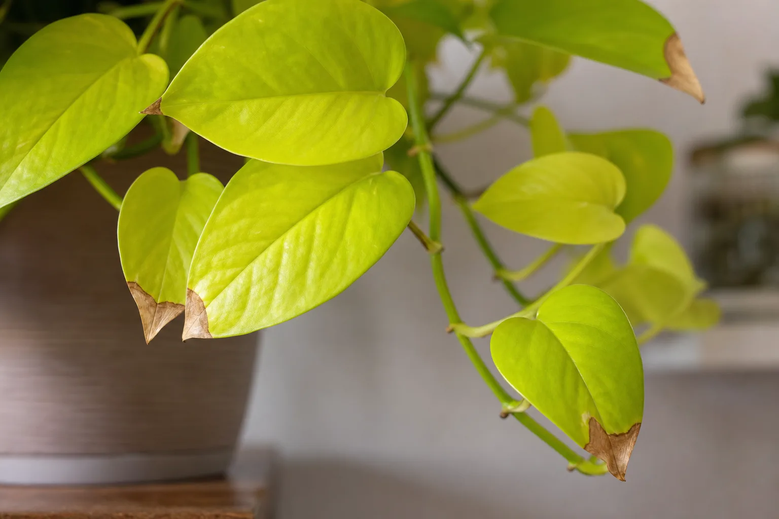 Brown Tips on Neon Pothos - visible symptom on the plant