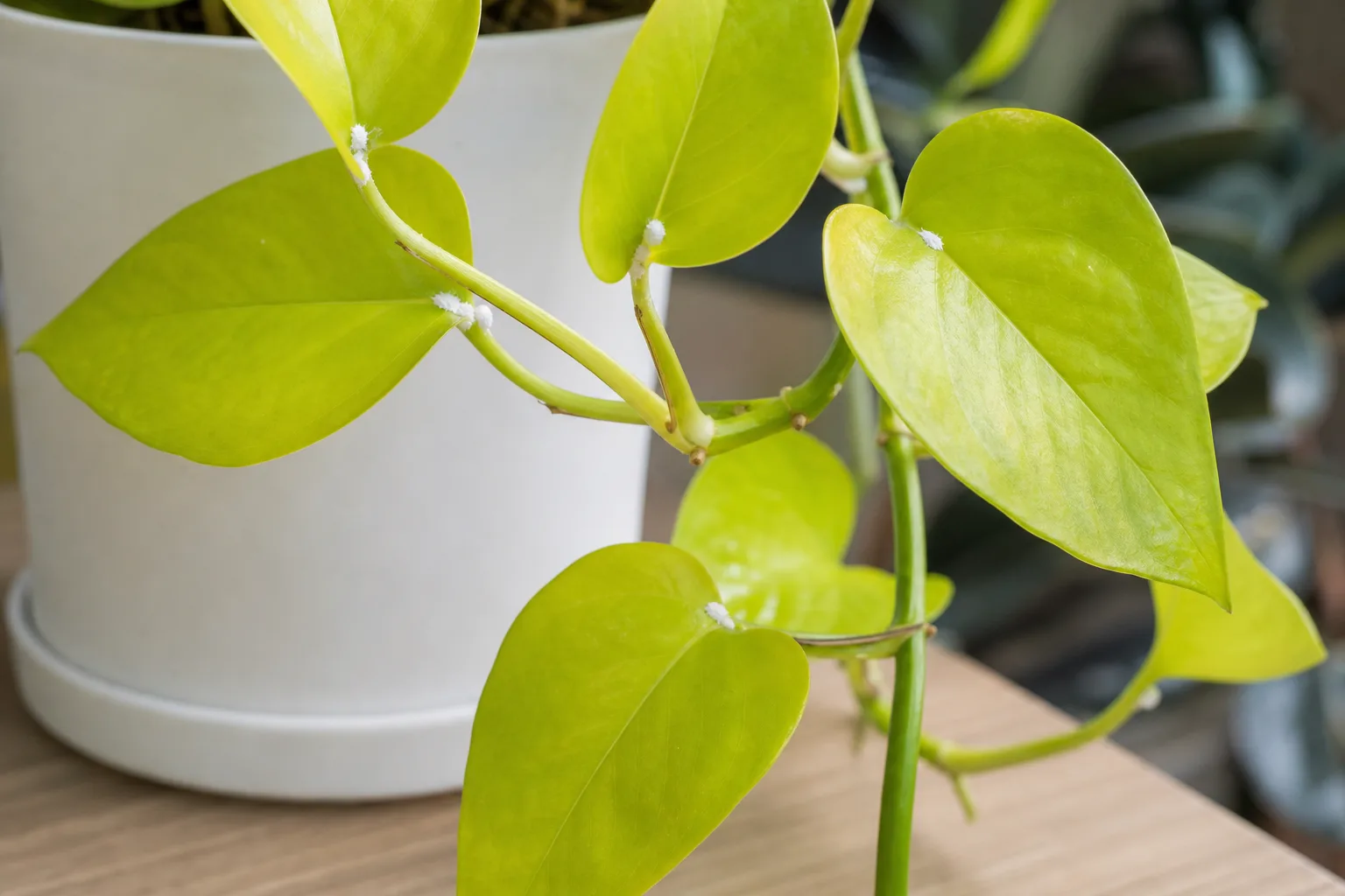 Mealybugs on Neon Pothos - visible symptom on the plant