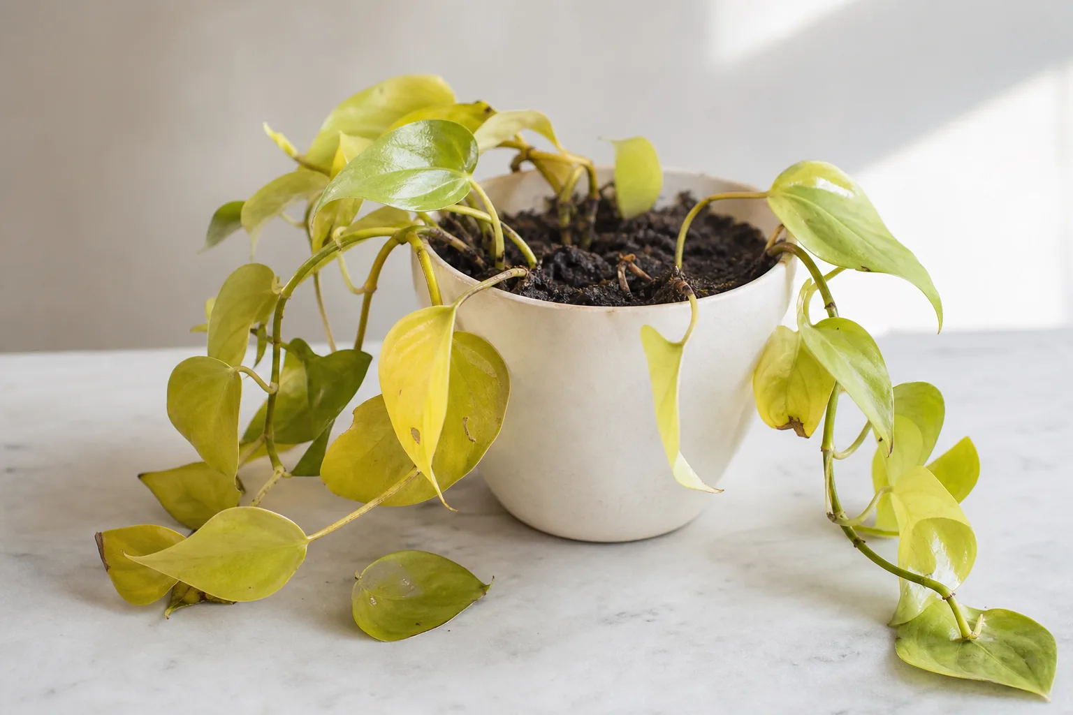 Root Rot on Neon Pothos - visible symptom on the plant