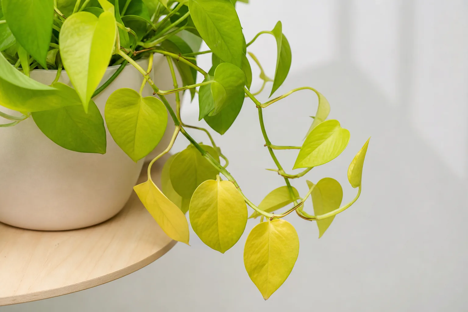 Yellow Leaves on Neon Pothos - visible symptom on the plant