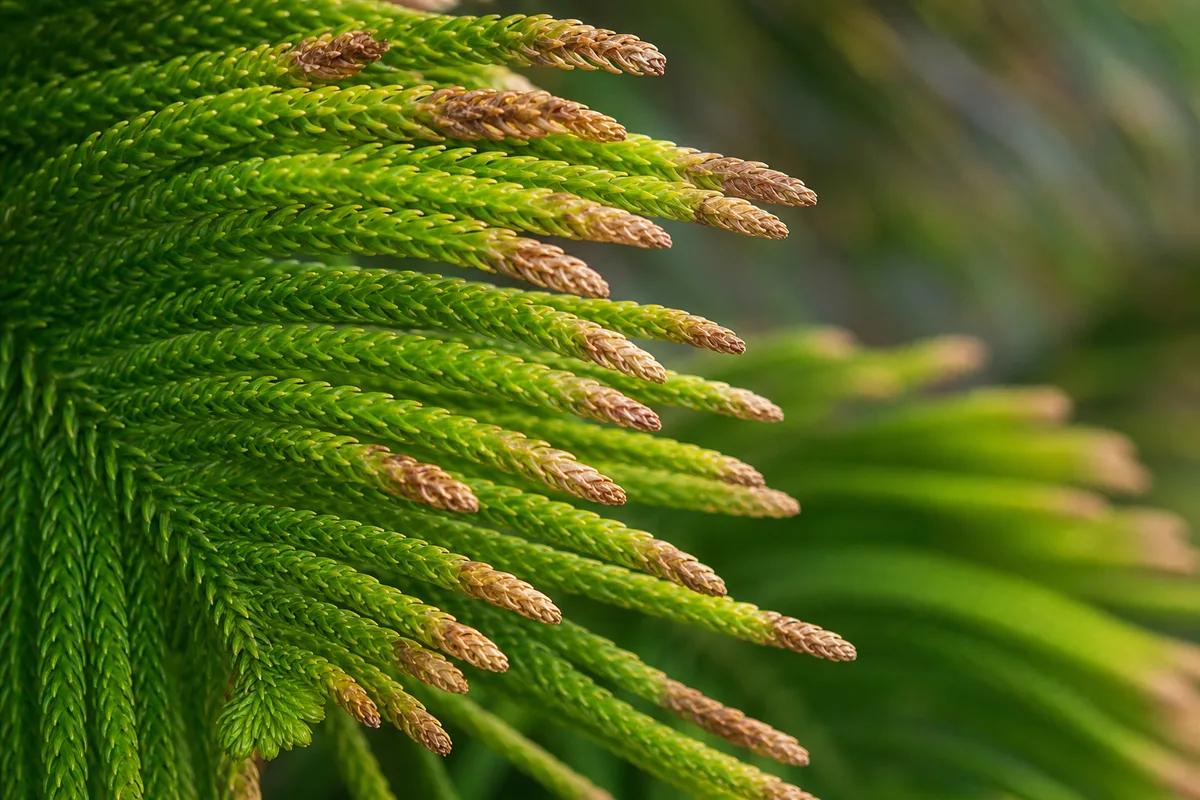 Close-up of Brown Tips on Norfolk Island Pine - diagnostic detail