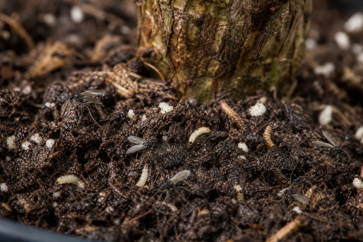 Close-up of Fungus Gnats on Norfolk Island Pine - diagnostic detail