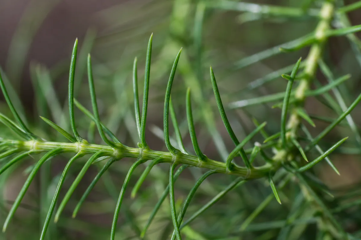 Close-up of Leggy Growth on Norfolk Island Pine - diagnostic detail