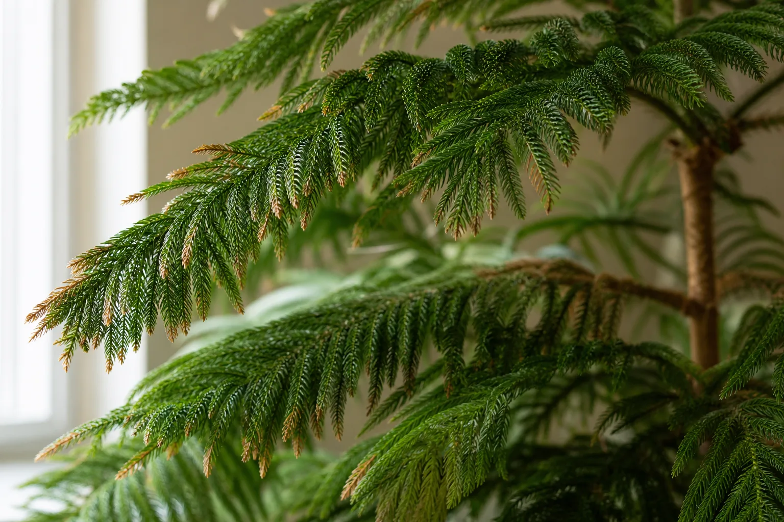 Low Humidity on Norfolk Island Pine - visible symptom on the plant