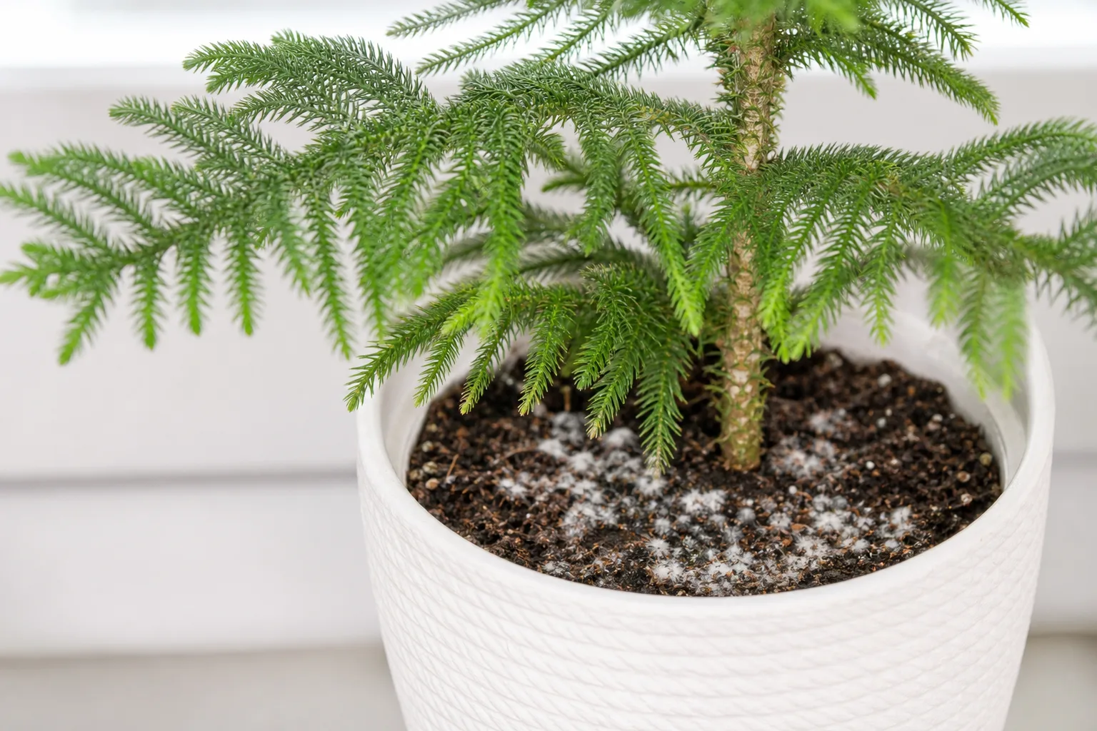 Mold on Soil on Norfolk Island Pine - visible symptom on the plant