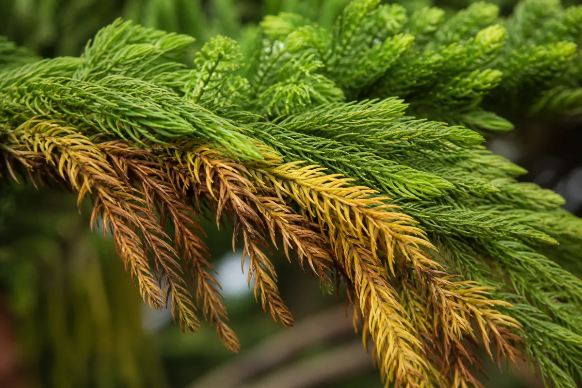Close-up of Yellow Leaves on Norfolk Island Pine - diagnostic detail