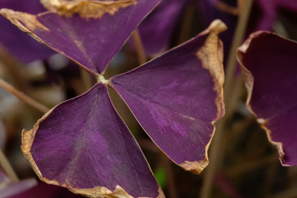 Close-up of Brown Tips on Oxalis Triangularis - diagnostic detail