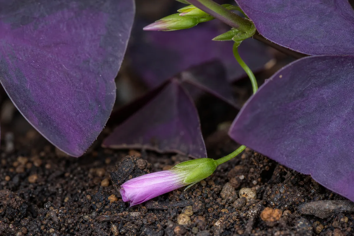 Close-up of Bud Drop on Oxalis Triangularis - diagnostic detail