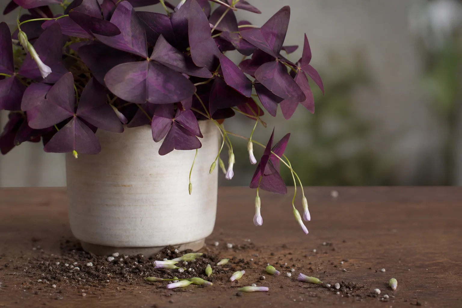 Bud Drop on Oxalis Triangularis - visible symptom on the plant