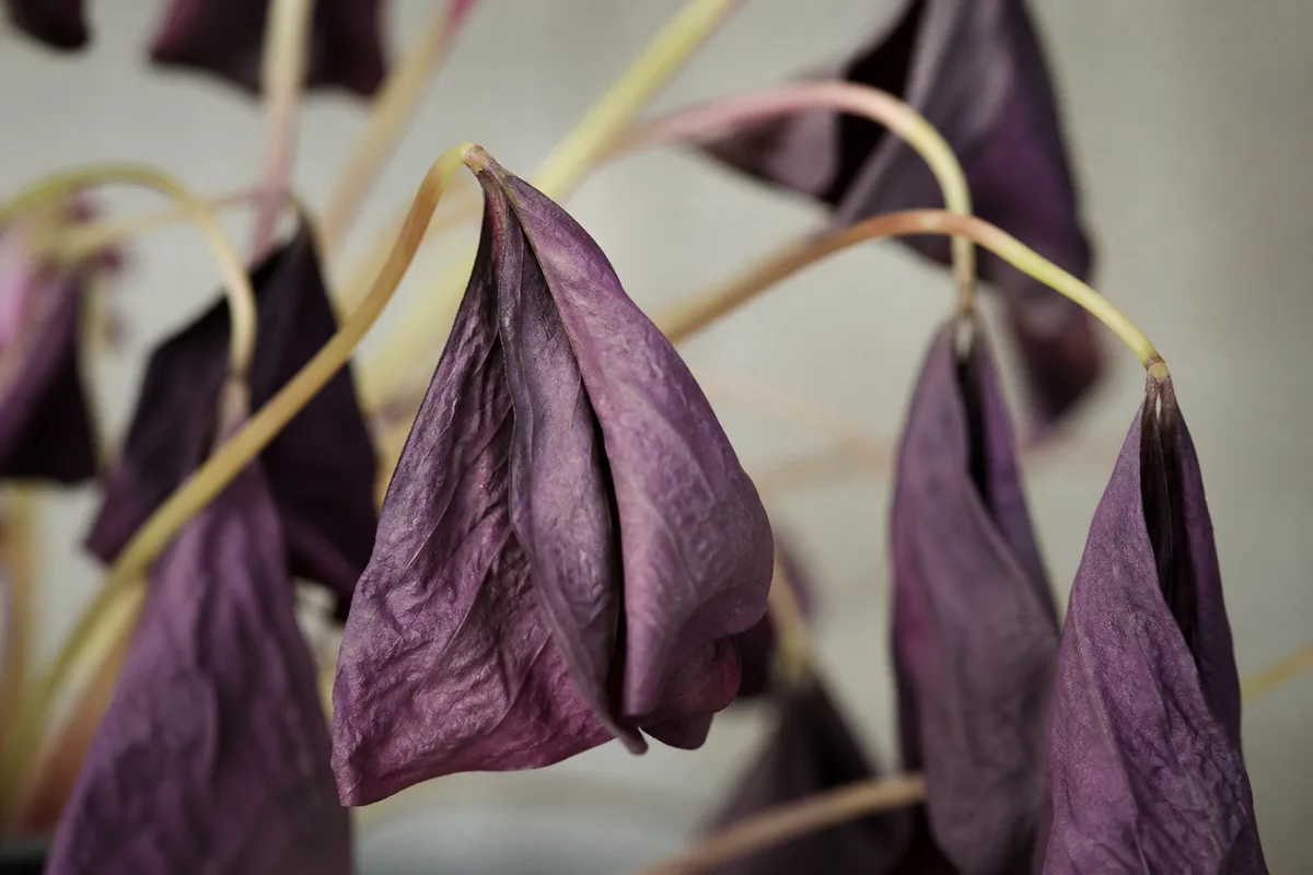 Close-up of Drooping Leaves on Oxalis Triangularis - diagnostic detail