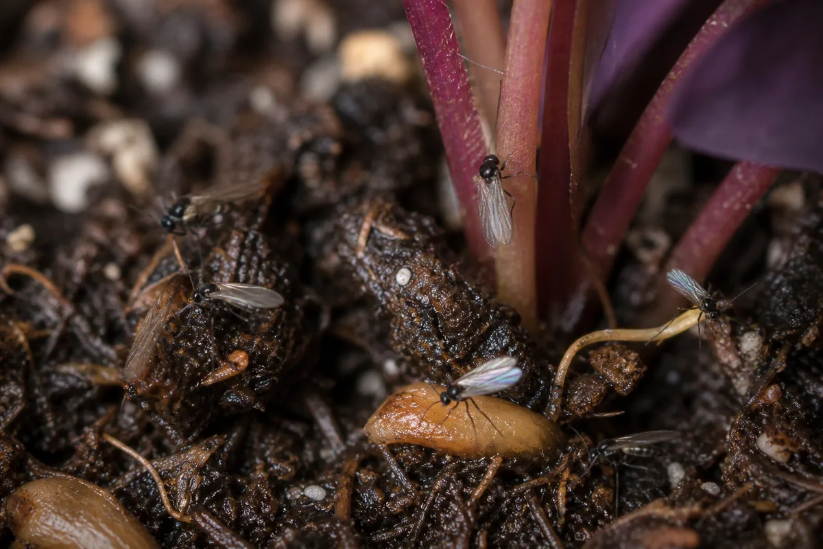 Close-up of Fungus Gnats on Oxalis Triangularis - diagnostic detail