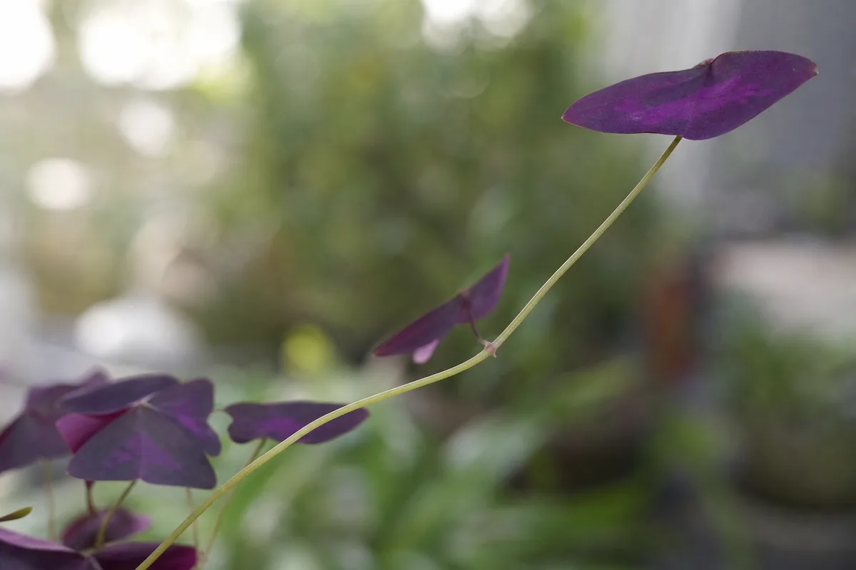Close-up of Leggy Growth on Oxalis Triangularis - diagnostic detail