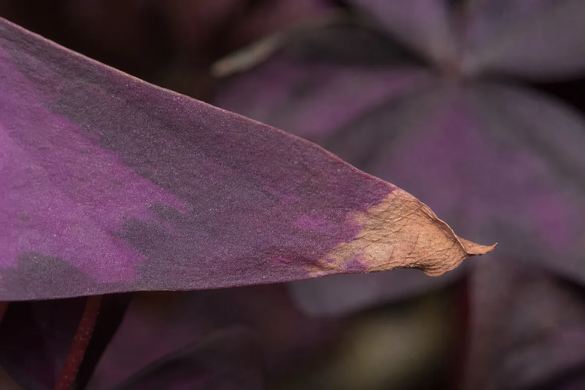 Close-up of Low Humidity on Oxalis Triangularis - diagnostic detail