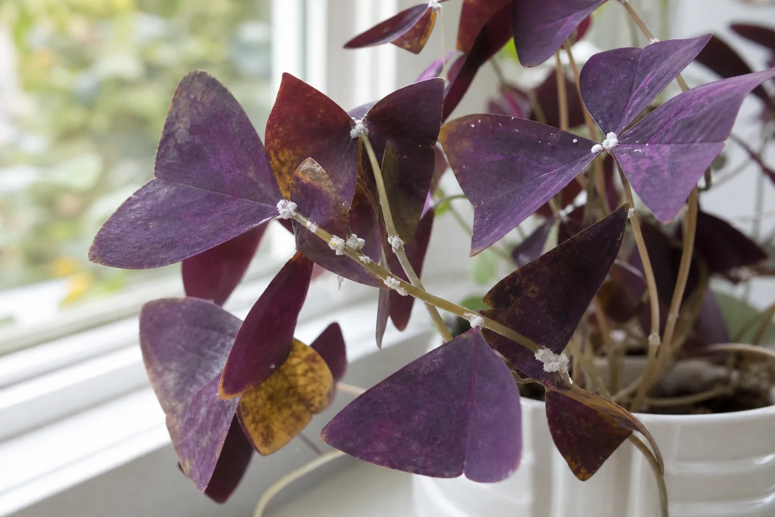 Mealybugs on Oxalis Triangularis - visible symptom on the plant