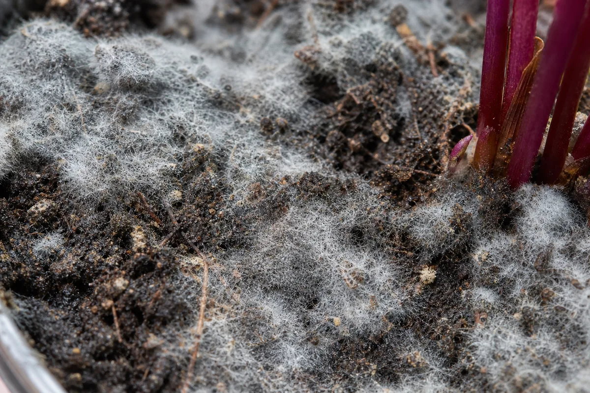 Close-up of Mold on Soil on Oxalis Triangularis - diagnostic detail