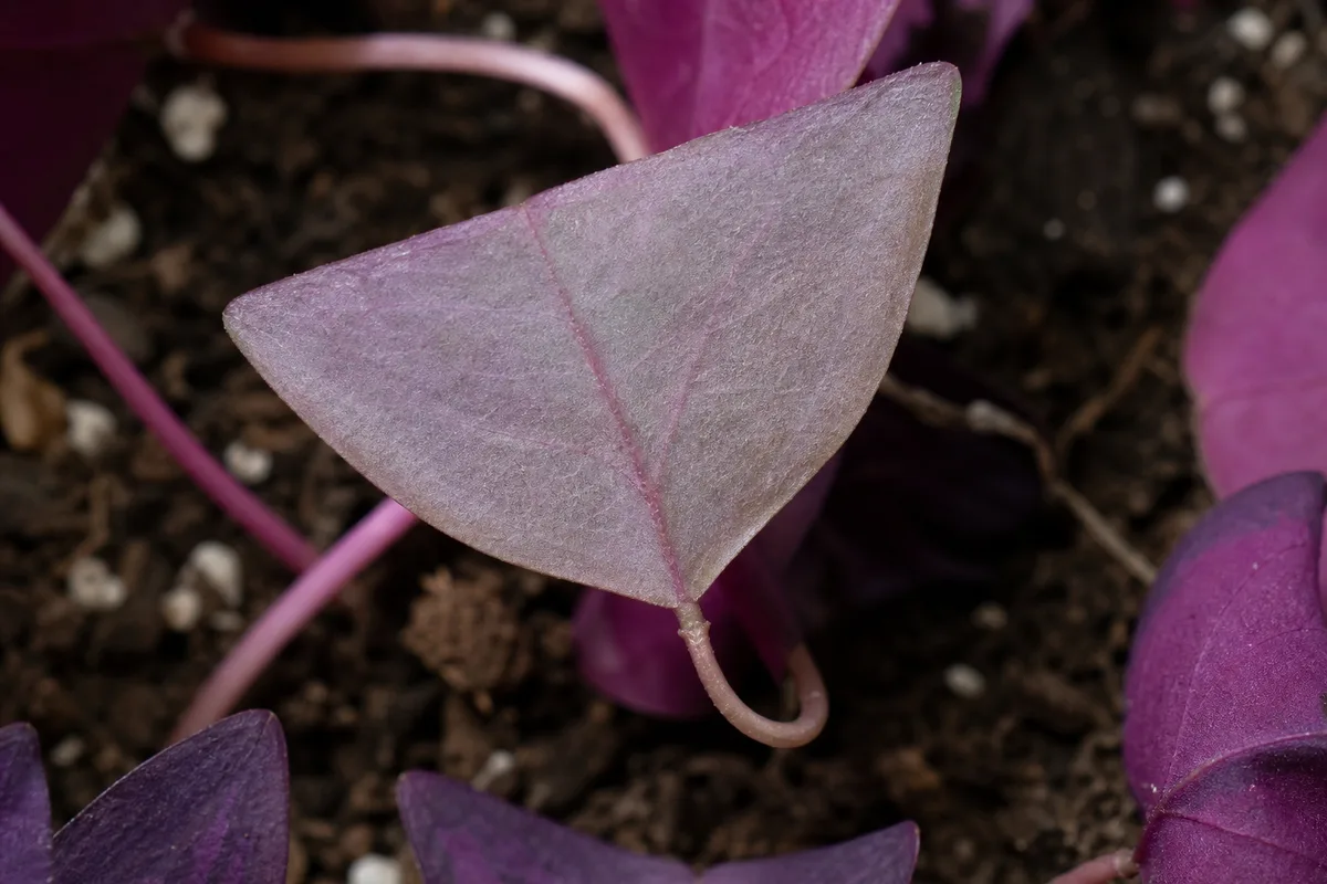 Close-up of Not Enough Light on Oxalis Triangularis - diagnostic detail