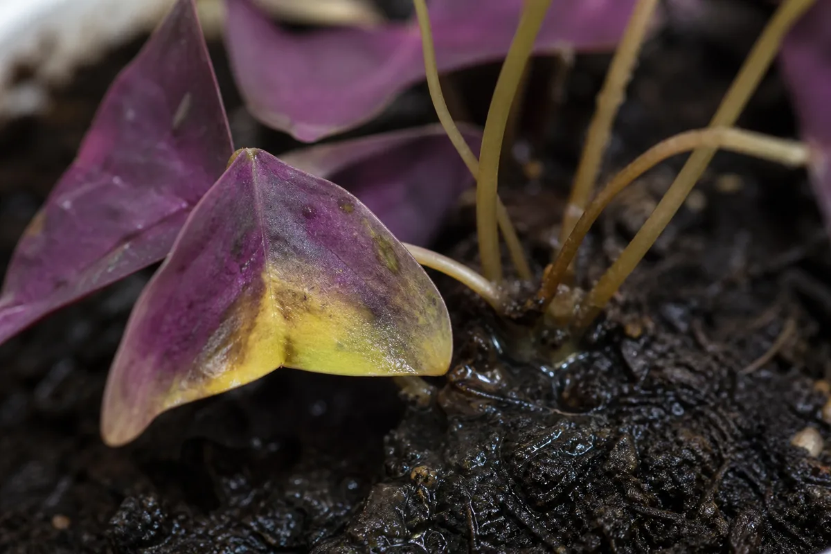 Close-up of Overwatering on Oxalis Triangularis - diagnostic detail