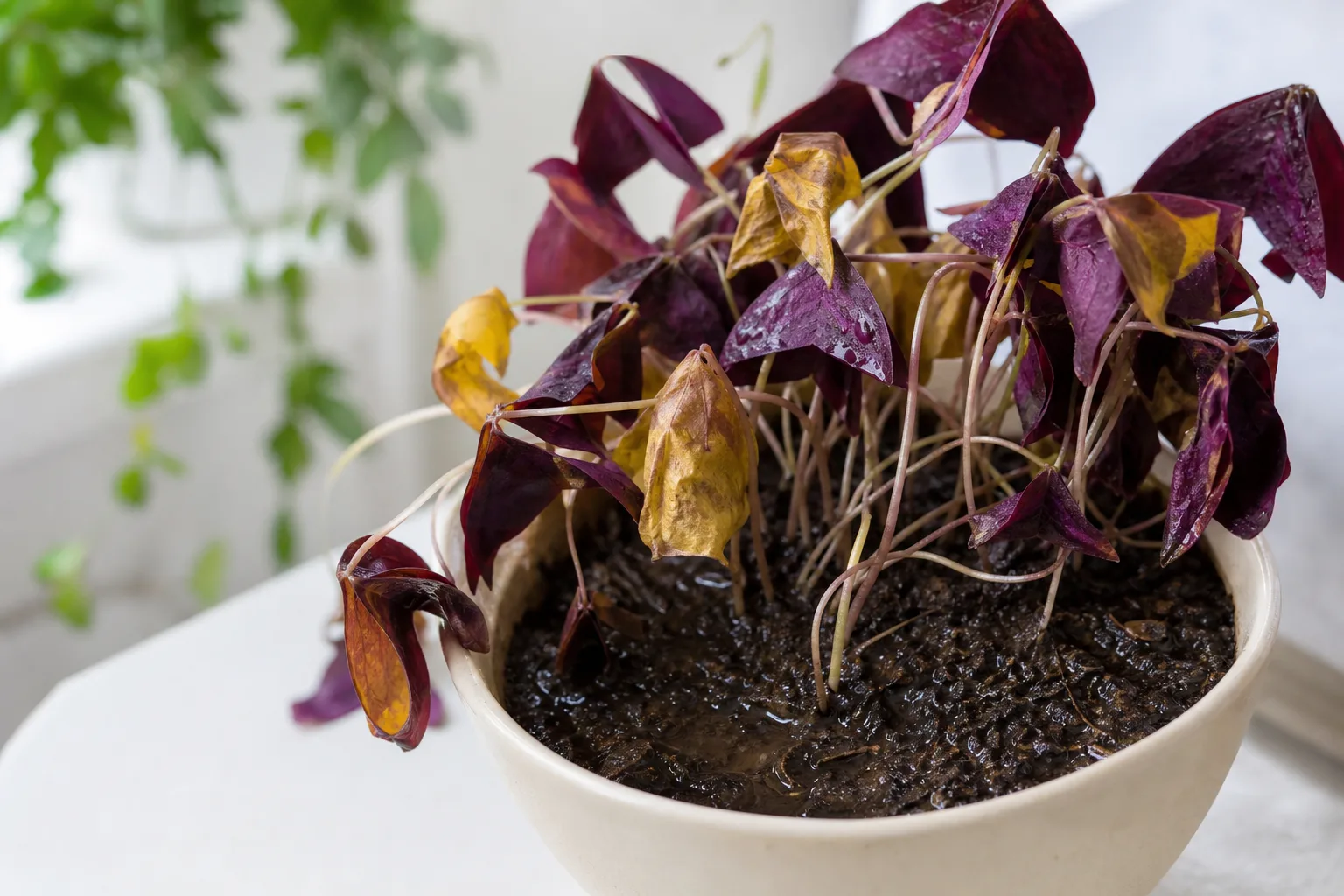 Overwatering on Oxalis Triangularis - visible symptom on the plant