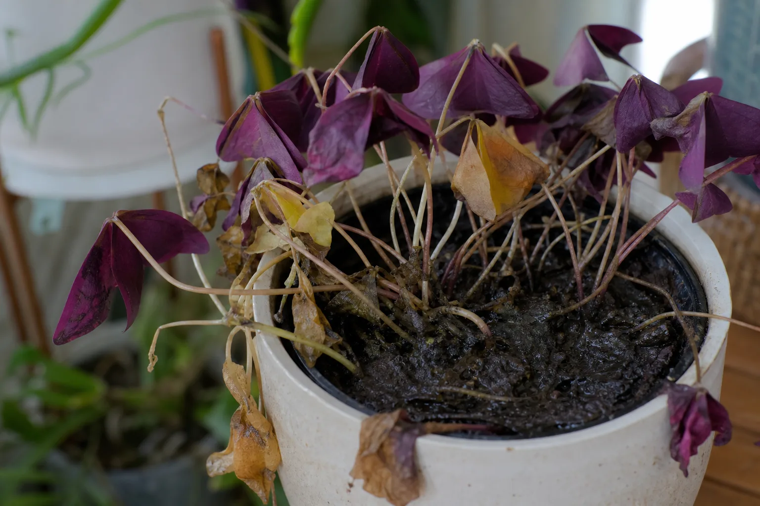 Root Rot on Oxalis Triangularis - visible symptom on the plant