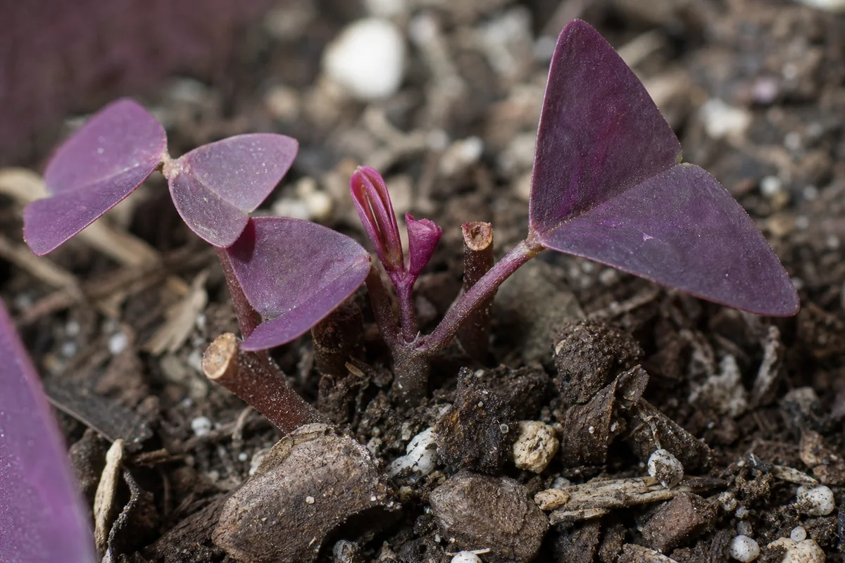 Close-up of Slow Growth on Oxalis Triangularis - diagnostic detail