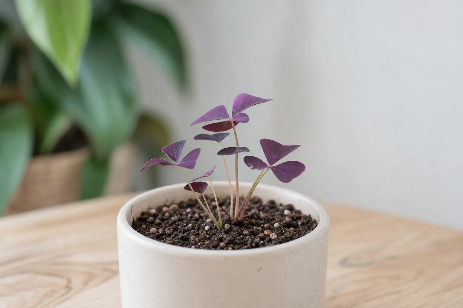 Slow Growth on Oxalis Triangularis - visible symptom on the plant