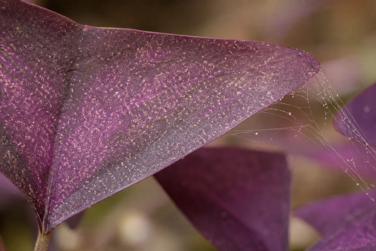 Close-up of Spider Mites on Oxalis Triangularis - diagnostic detail