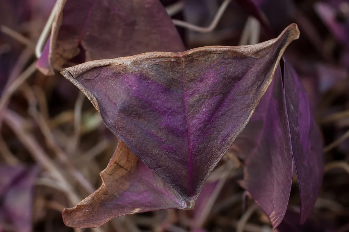 Close-up of Underwatering on Oxalis Triangularis - diagnostic detail