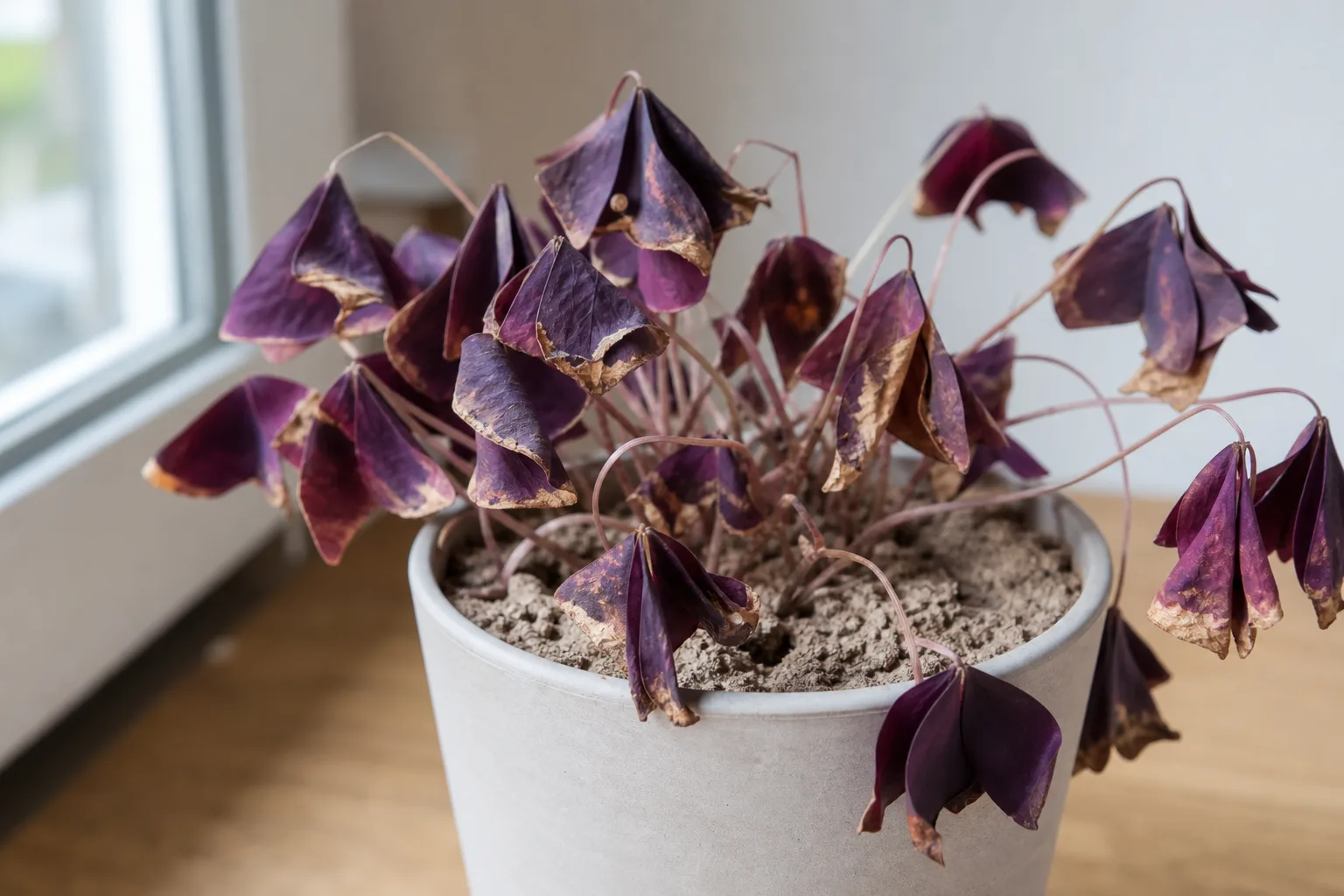 Underwatering on Oxalis Triangularis - visible symptom on the plant