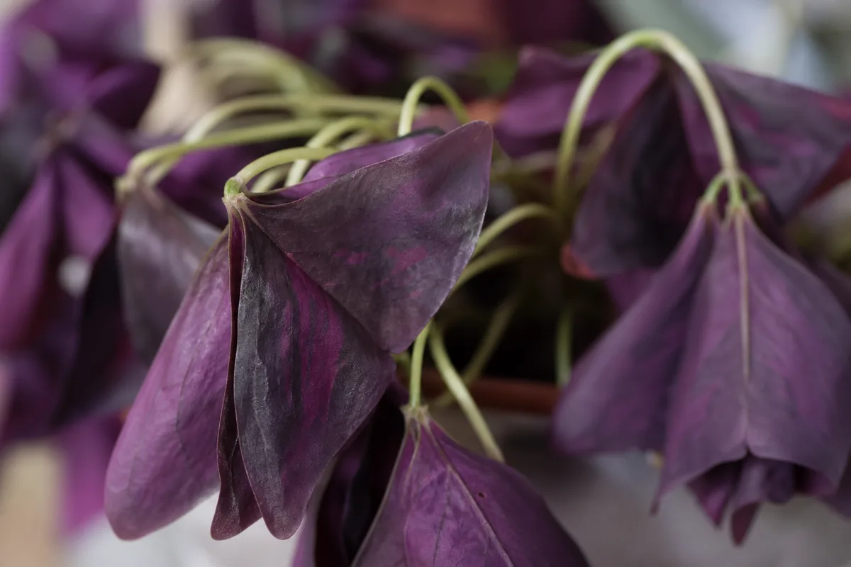Close-up of Wilting on Oxalis Triangularis - diagnostic detail