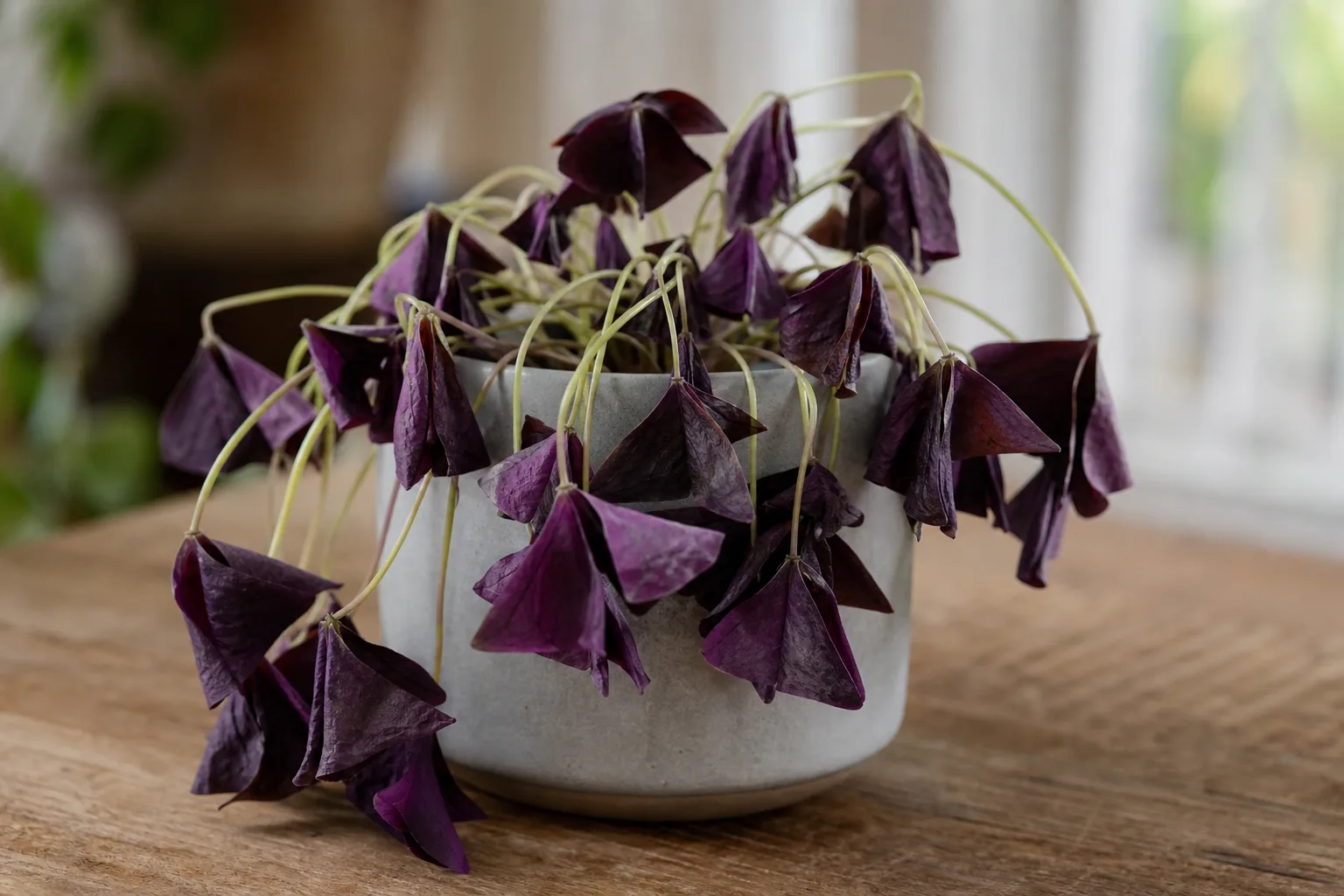 Wilting on Oxalis Triangularis - visible symptom on the plant
