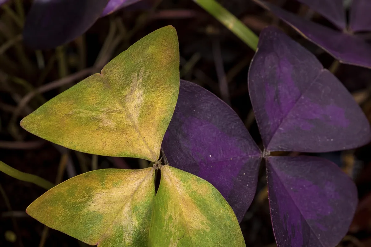 Close-up of Yellow Leaves on Oxalis Triangularis - diagnostic detail