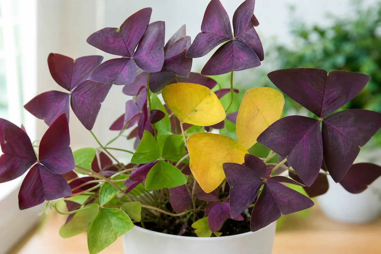 Yellow Leaves on Oxalis Triangularis - visible symptom on the plant