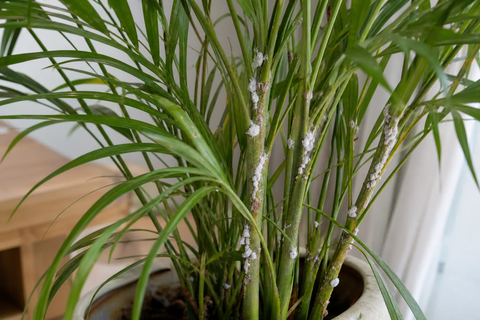 Mealybugs gathered along palm stems show one pest to inspect for on Kentia leaf bases and fronds.