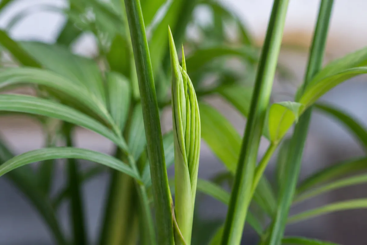 Close-up of Slow Growth on Parlor Palm - diagnostic detail