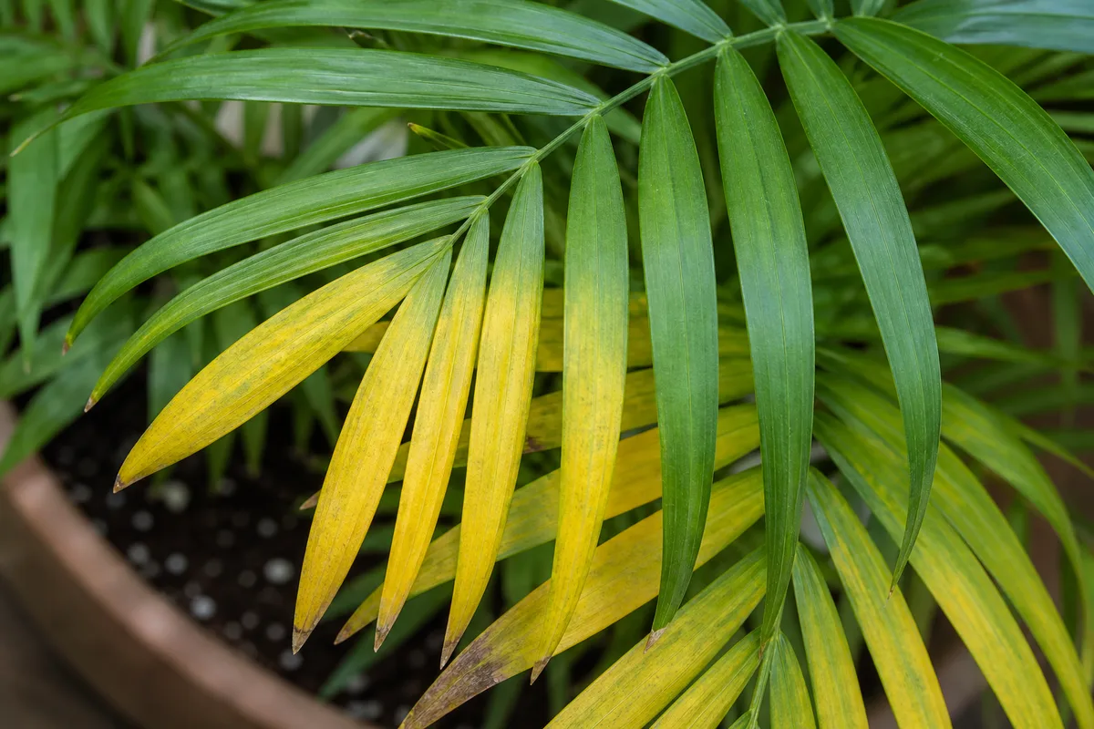 Close-up of Yellow Leaves on Parlor Palm - diagnostic detail