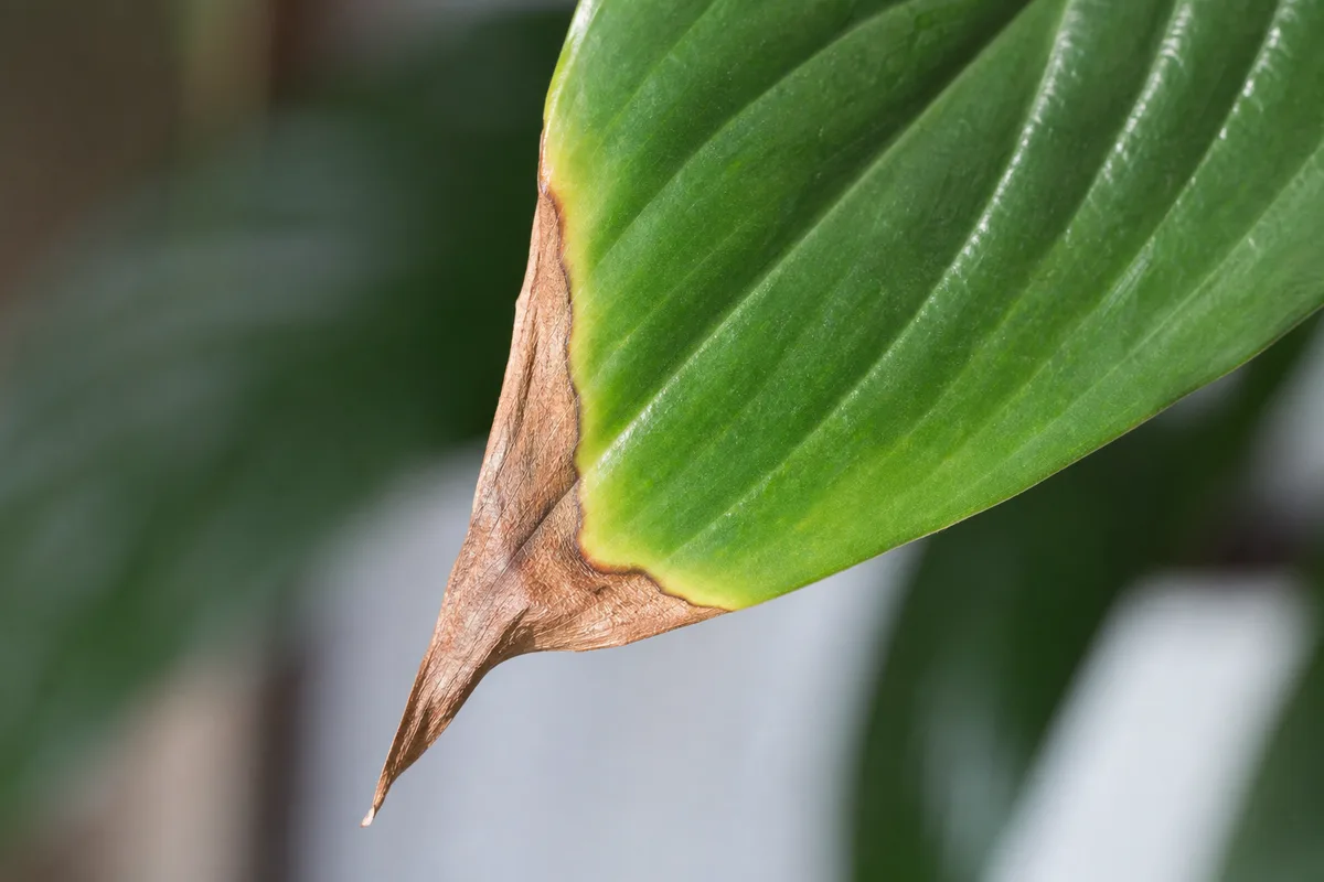 Brown tips on peace lily leaves for diagnosis