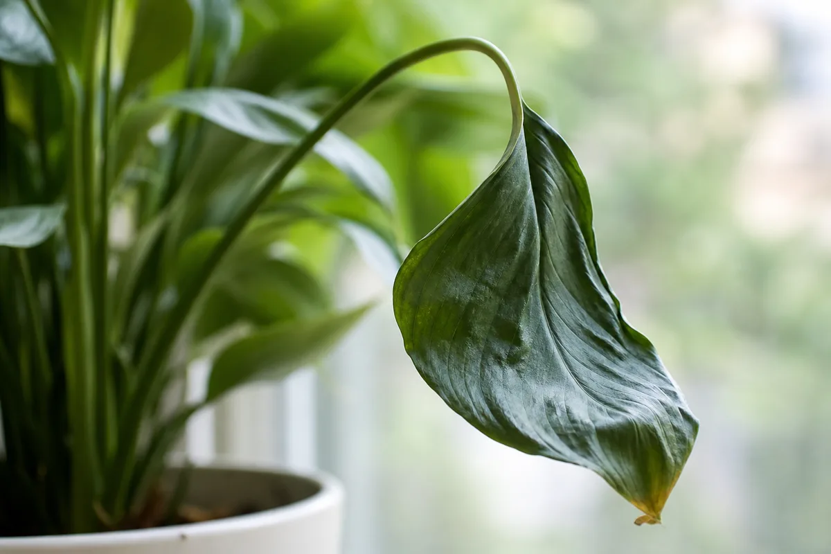When To Use This Guide Vs The Peace Lily Hub for when to use this guide vs. the peace lily hub