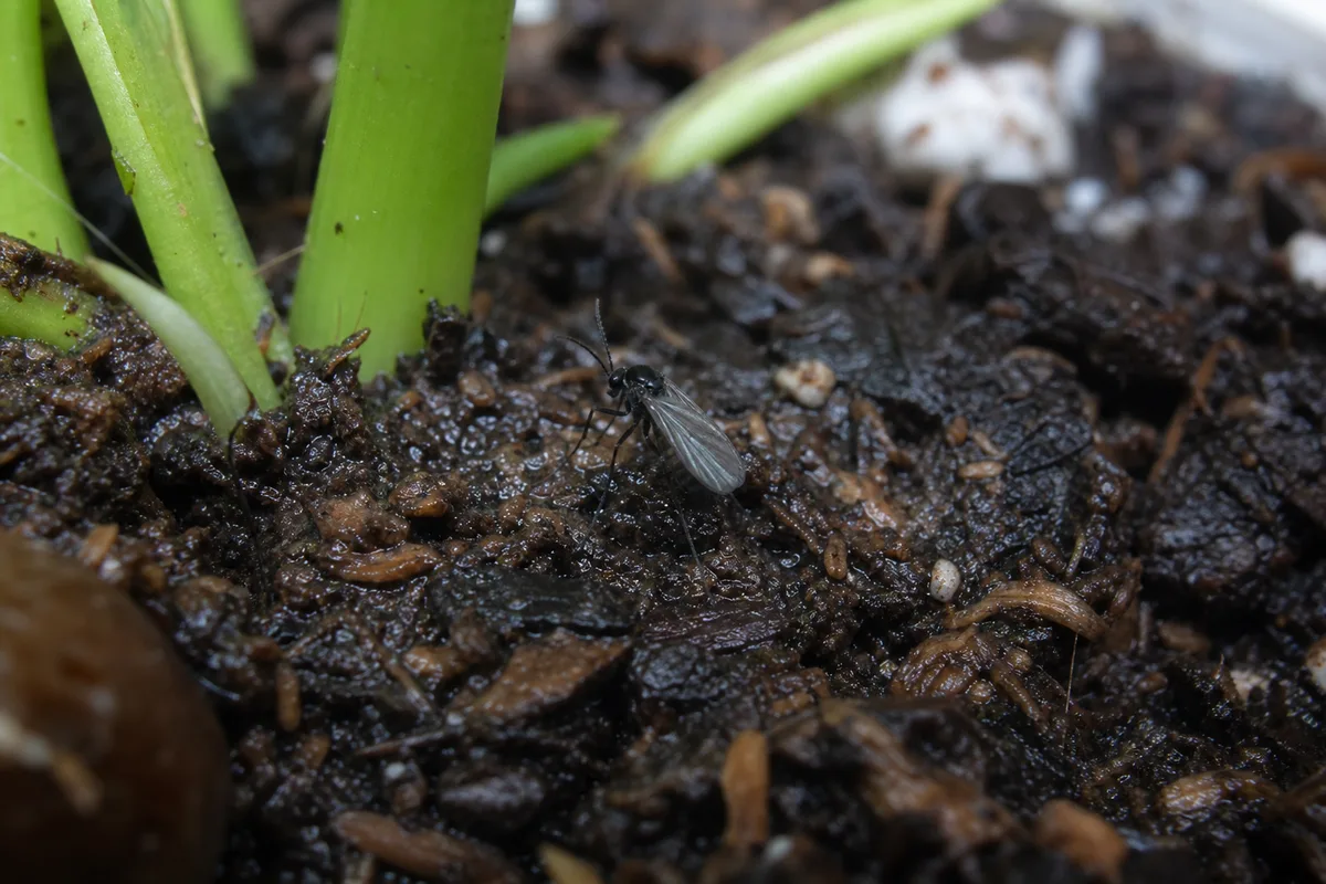 Fungus gnat flies hovering above moist peace lily potting mix