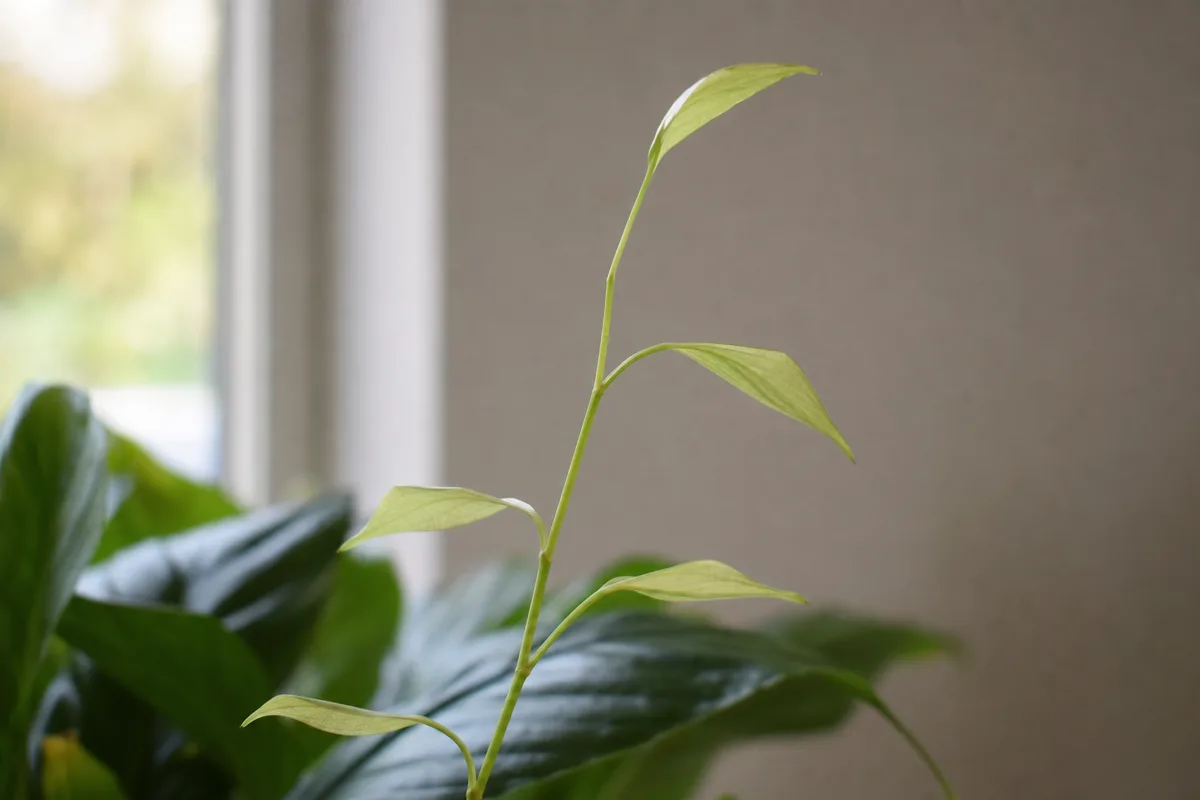Close-up of Leggy Growth on Peace Lily - diagnostic detail