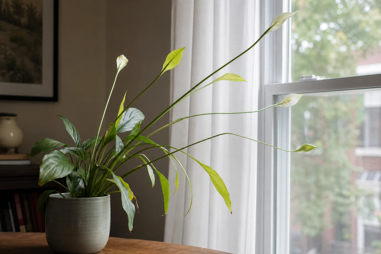 Leggy Growth on Peace Lily - visible symptom on the plant