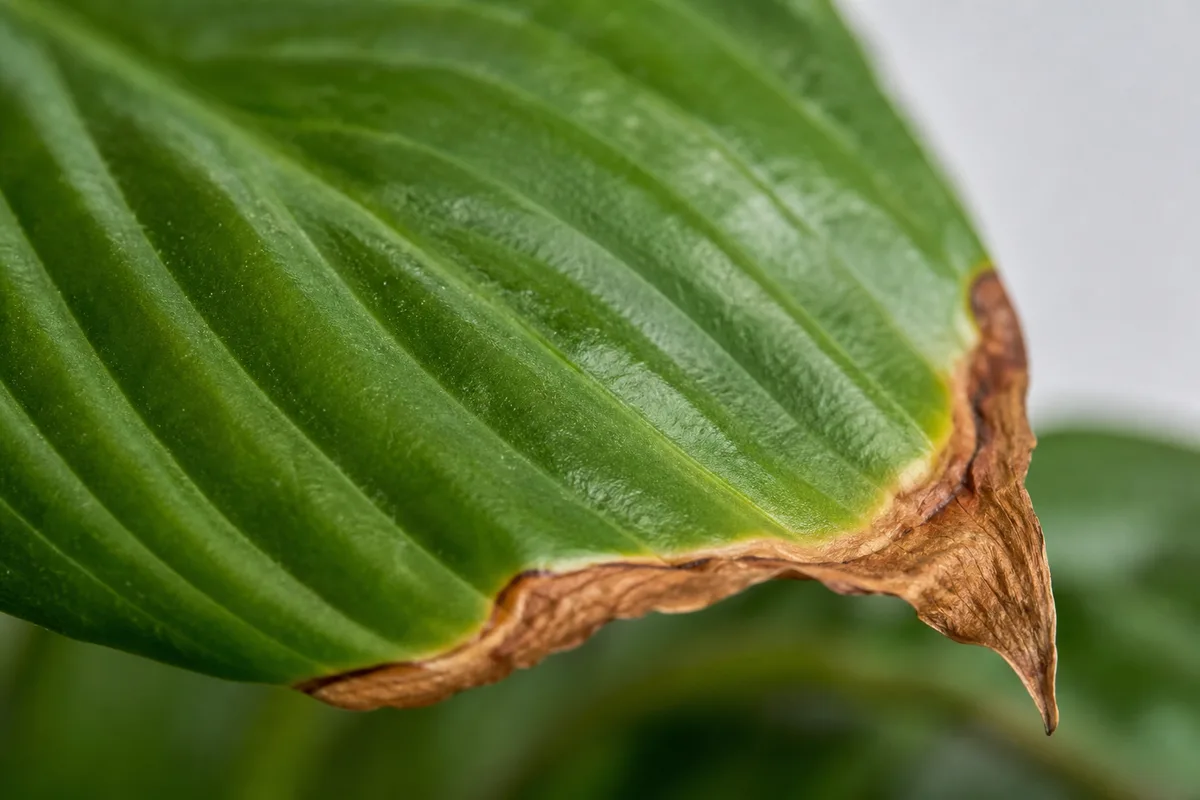 Peace lily with dry-air stress showing smaller new leaves and crisp margins in low winter humidity