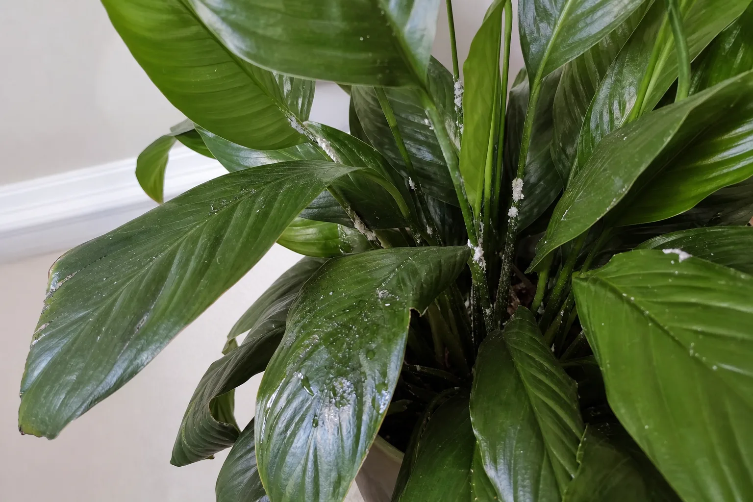 Cottony mealybugs clustered on peace lily stems and leaf surfaces