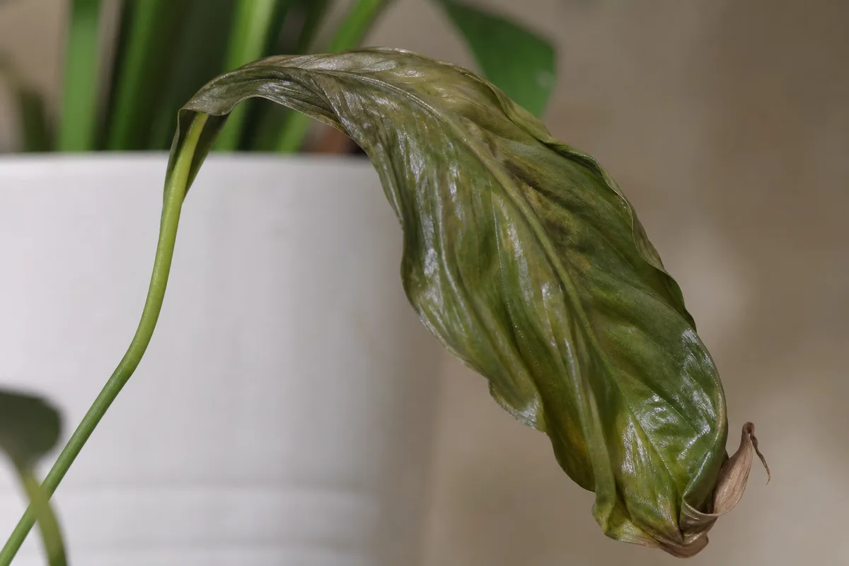 Wilting peace lily with limp leaves from underwatering or root stress