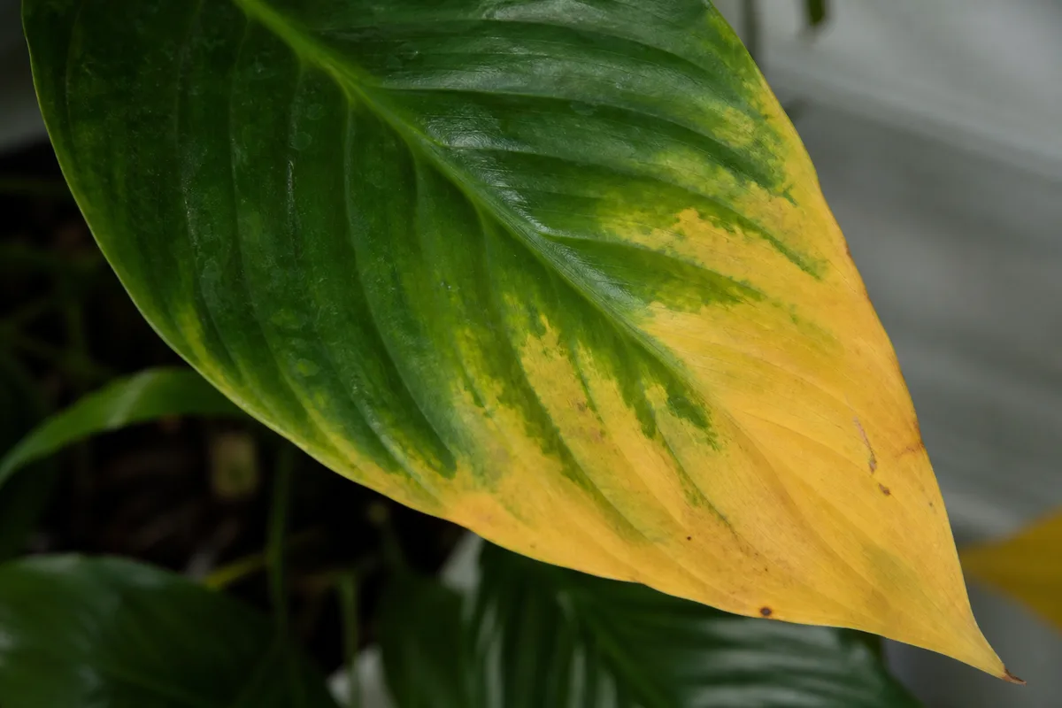 Close-up of Yellow Leaves on Peace Lily - diagnostic detail