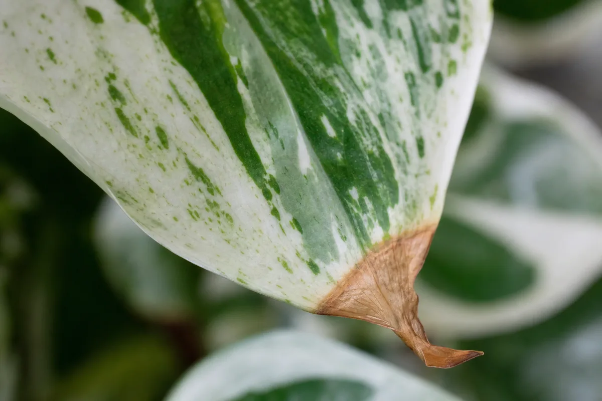 Close-up of Brown Tips on Pearls and Jade Pothos - diagnostic detail