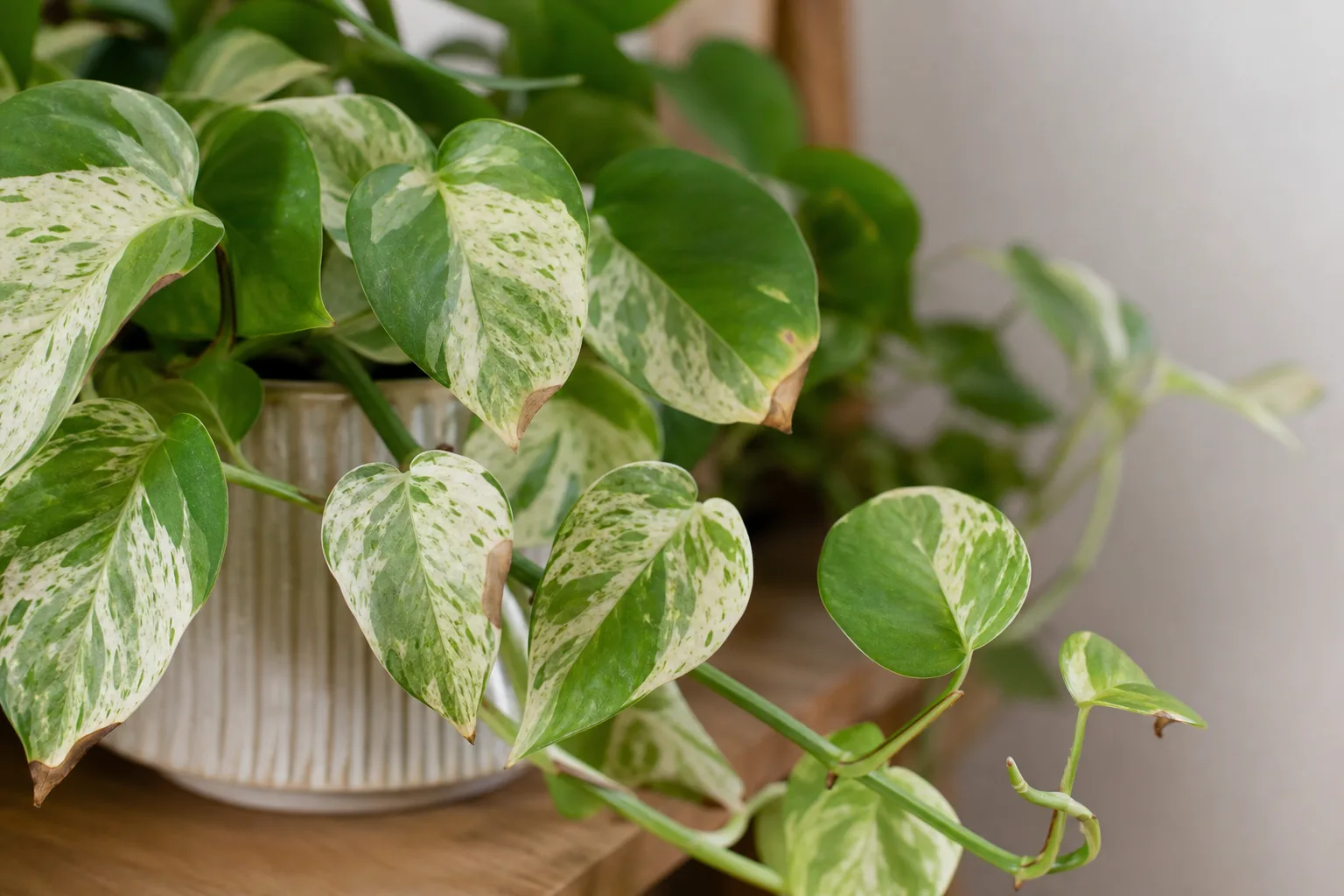 Brown Tips on Pearls and Jade Pothos - visible symptom on the plant