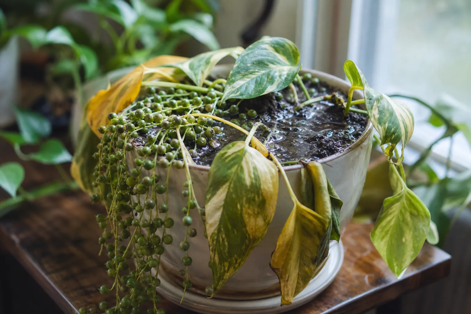 Overwatering on Pearls and Jade Pothos - visible symptom on the plant