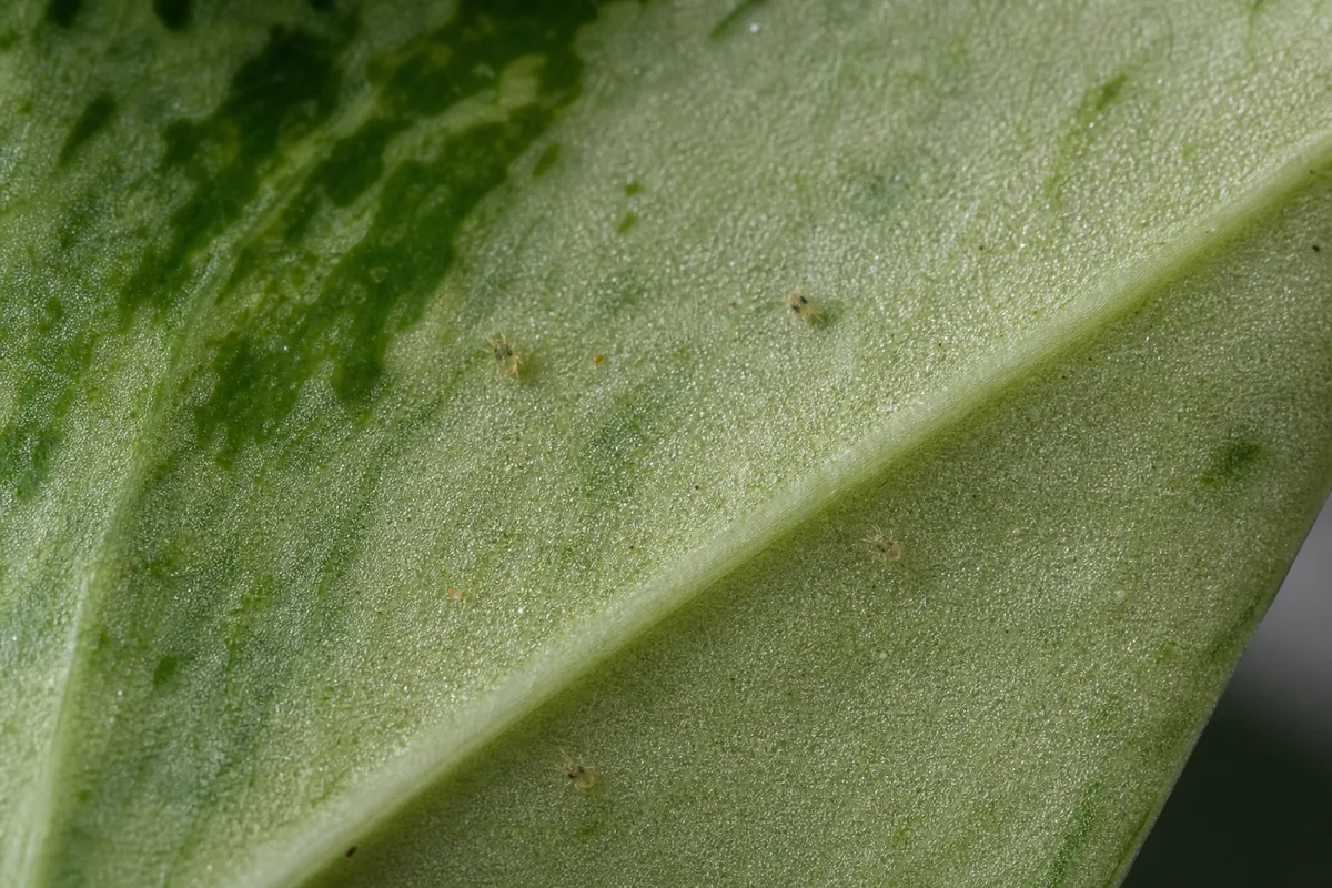 Close-up of Spider Mites on Pearls and Jade Pothos - diagnostic detail