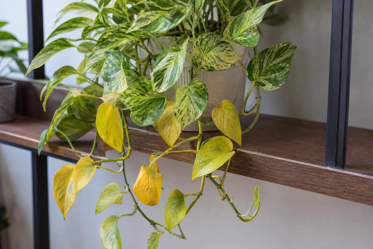 Yellow Leaves on Pearls and Jade Pothos - visible symptom on the plant